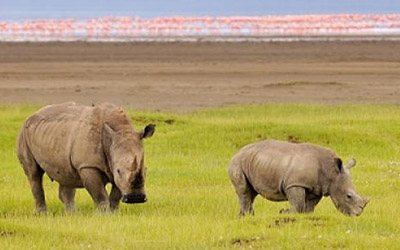 L. Nakuru NP