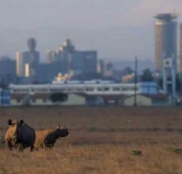 Nairobi National Park 2